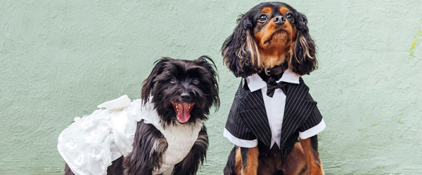 dog in tuxedo